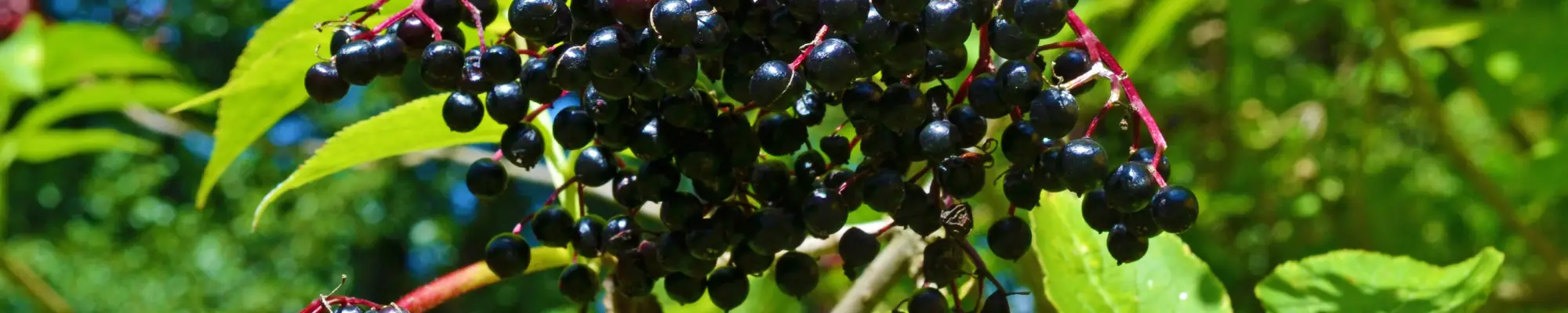 Naturheilpraxis Imlig